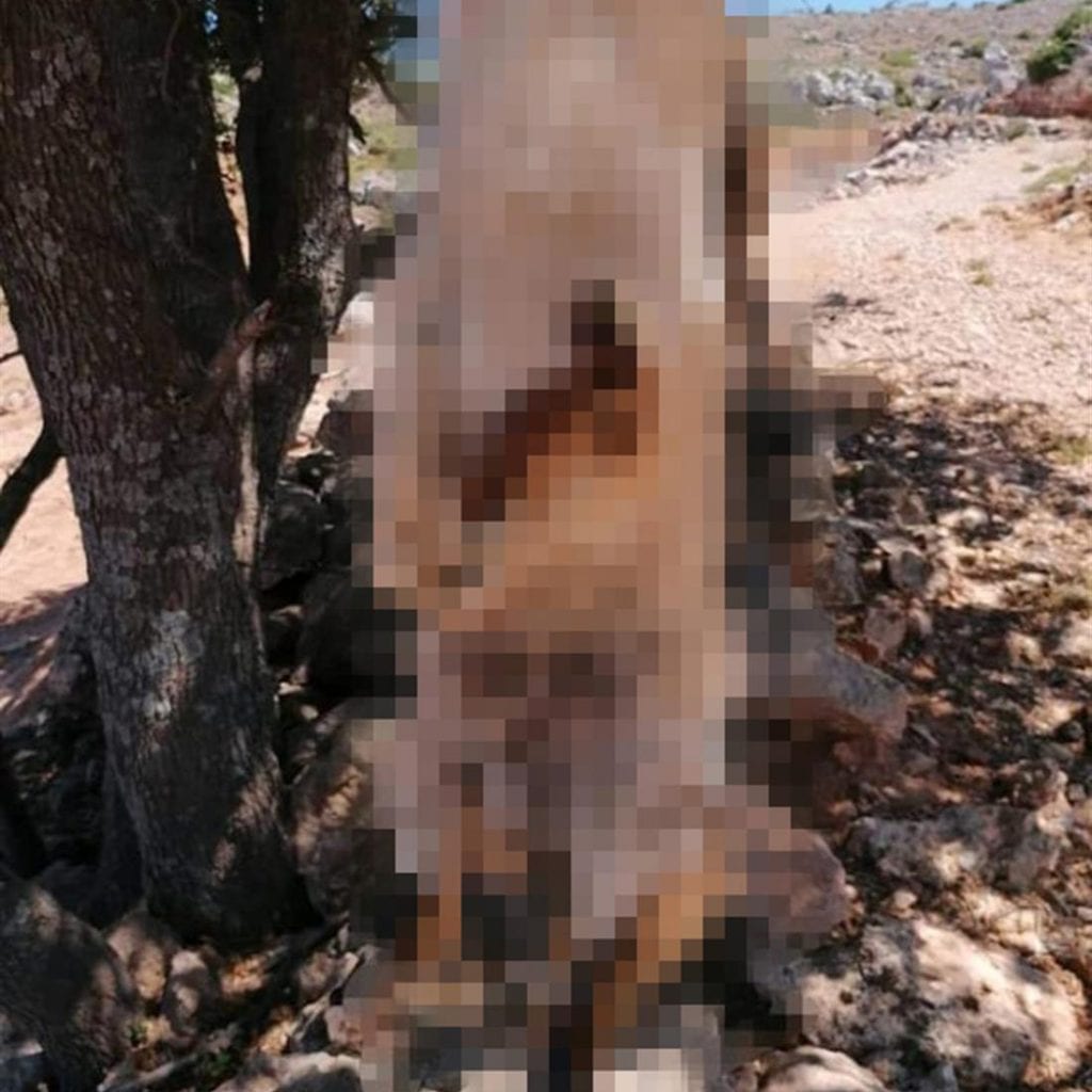 Βρέθηκε ο δράστης που κρέμασε δυο σκυλιά στα Χανιά – ΣΚΛΗΡΕΣ ΕΙΚΟΝΕΣ