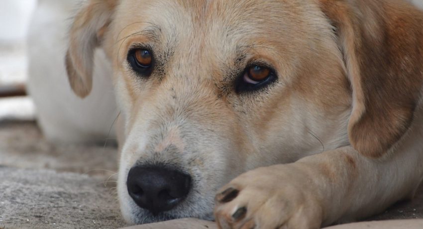 Σκύλος κάθεται σε τοποθεσία στην πόλη του Ναυπλίου, Παρασκευή 3 Ιανουαρίου 2020.  ΑΠΕ-ΜΠΕ /ΑΠΕ-ΜΠΕ/ΜΠΟΥΓΙΩΤΗΣ ΕΥΑΓΓΕΛΟΣ