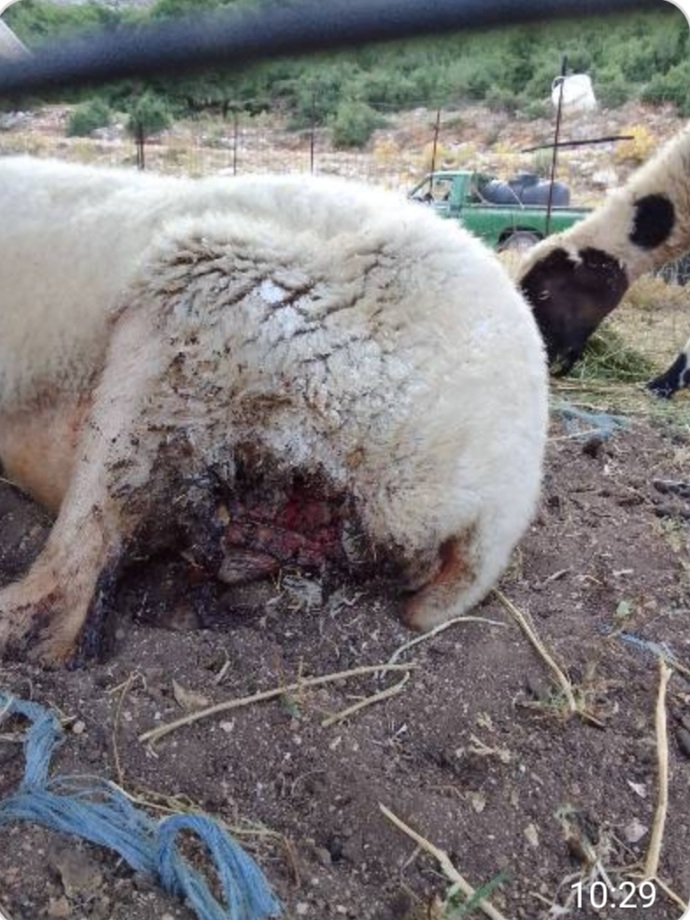 Δυτική Ελλάδα: Σαρκοβόρα ζώα επιτίθενται σε κοπάδια – Σοκάρουν οι εικόνες – ΦΩΤΟ
