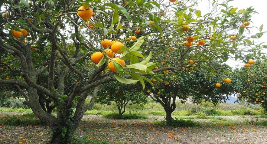 orange-tree-g